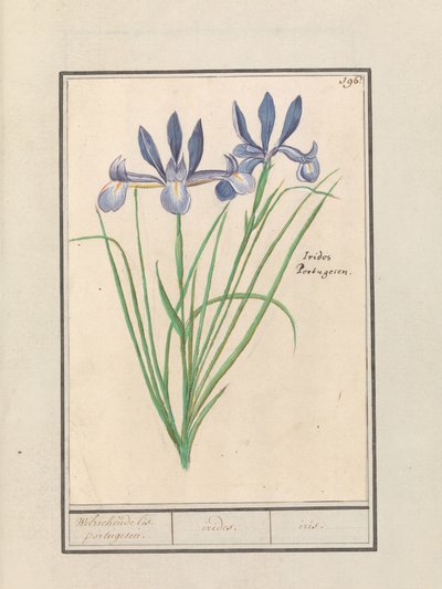 Blå iris (Iris sibirica) Duftende iris. portugisisk. / iris. /iris. (tittel på objekt) av Anselmus Boëtius de Boodt