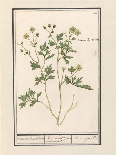 Smørblomst (Ranunculus) Arter av ranunkel / Ranunculi palustris Arter. / Bacinet genoille. (tittel på objekt) av Anselmus Boëtius de Boodt