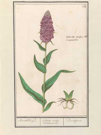 Bred orkis (Dactylorhiza majalis) Standelcruijd. / Satirion orkideer eller Cynosorchis. / Satijrion. (tittel på objekt) av Anselmus Boëtius de Boodt