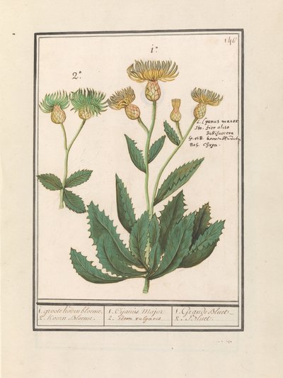 Centauri (Centaurea) 1. stor kornblomst. 2. Korn Bloeme. / 1. Cijanus Major / 2. idem vulgaris. / 1. Grande bluet. / 2. Bluet. (tittel på vare) av Anselmus Boëtius de Boodt