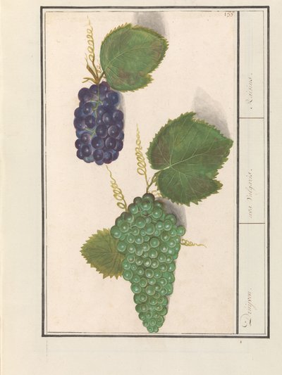 Druif (Vitis vinifera) Druijven. / uva Vulgaris. / Rosiner (tittel på objekt) av Anselmus Boëtius de Boodt