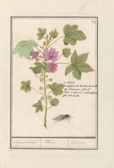 Stor malva (Malva sylvestris) Sigmaards urt / Alcea. / Guimauvre. (tittel på objekt) av Anselmus Boëtius de Boodt