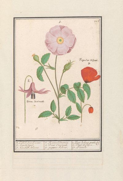Hundetann (Erythronium), villrose (Rosa) og en valmue (valmue) 1. Bare Bosch rose. 2. hundestativ. 3. Kankel Bloeme. / 1. Rosa Silvestris. 2. Dens Canisus 3. Poppy Rheas. / 1. Rose de bois gratte cul 2. Dent de Chien. 3. Pavot. (tittel på objekt) av Anselmus Boëtius de Boodt