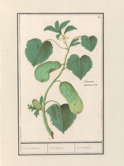 Komkommer (Agurk sativa) Komkommer. / Agurk. / Cornichon. (tittel på objekt) av Anselmus Boëtius de Boodt