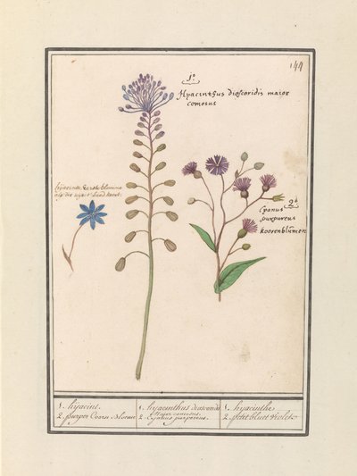 Kuifhyacint (Muscari comosum) en korenbloem (Centaurie) 1. Kapring 2. lilla Coorn Bloeme / 1. hyacinth dioscorides. En kjekk ordfører. 2. Cajanus lilla. / 1. hyasint 2. petit bluet violet (tittel på objekt) av Anselmus Boëtius de Boodt