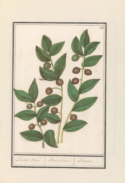 Oliven (Olea europaea) Laurbærtre. / Bacca Laurus. / Laurel (tittel på objekt) av Anselmus Boëtius de Boodt