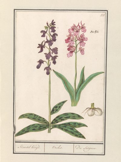 Orkideer (Orchidaceae) Standel Cruise. / Orchis. / Satijrion. (tittel på objekt) av Anselmus Boëtius de Boodt