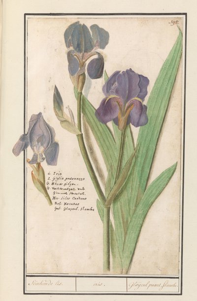 Paarse iris (Iris germanica) Stinkende lis. /iris. / Stinkende gladioler. flammer. (tittel på objekt) av Anselmus Boëtius de Boodt