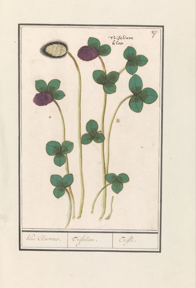Rødkløver (Trifolium pratense) Klee Claevers. / Trifolium. / Trefle (tittel på objekt) av Anselmus Boëtius de Boodt