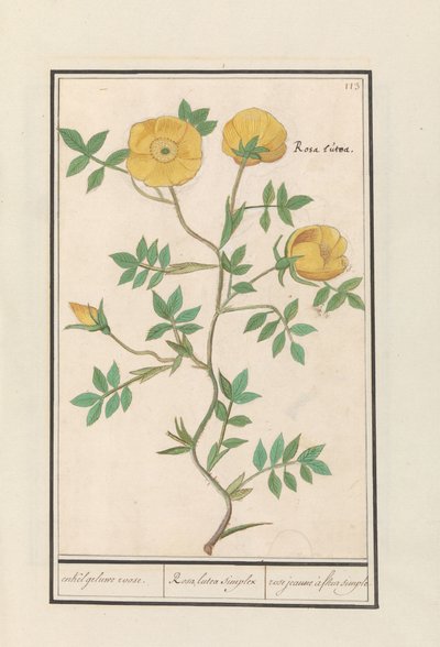 Rose (Rosa) enkelt gul rose. / Rosa lutea simplex / rose jeaune à fleur enkel (tittel på objekt) av Anselmus Boëtius de Boodt