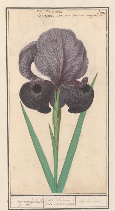 Rouw iris (Iris susiana) fra suzyaensche lisbloeme / iris Calcedonica. iris Susiana major. / suze iris. (tittel på objekt) av Anselmus Boëtius de Boodt