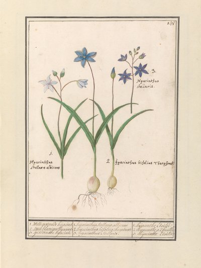 Sterhyacint (Scilla) 1. Witte gesternde hijacint. 2. Twee blaerigen hijacint. 3. De kapret i går. / 1. Hyacinthus Stellaris albicans 2. Hyacinthus bifolius Theophrastus 3. Hyacinthus Stellaris. / 1. hyacinth Etoilée 2. hyacinth a 2 feuille 3 hijac av Anselmus Boëtius de Boodt