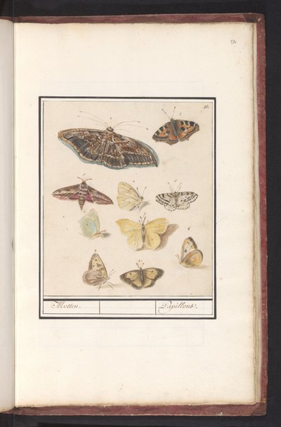 Sommerfugler og møll møll. / Papillons (tittel på objekt) av Anselmus Boëtius de Boodt