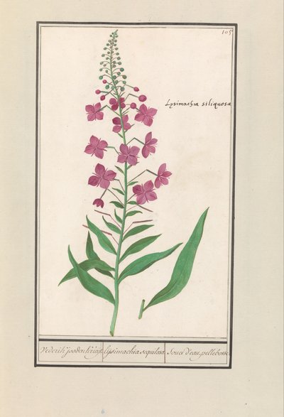 Fireweed (Chamerion angustifolium) Igjen, jødene Kruyt. / lysimachia sequilosa / Souci d