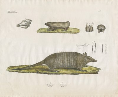 Beltedyr med hodeskalle og tannstrukturer (håndkolorert litografi) av Anstalt Arnz & Co.