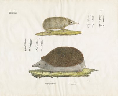 Pinnsvin og Tenrec med anatomiske detaljer (håndkolorert litografi) av Anstalt Arnz & Co.