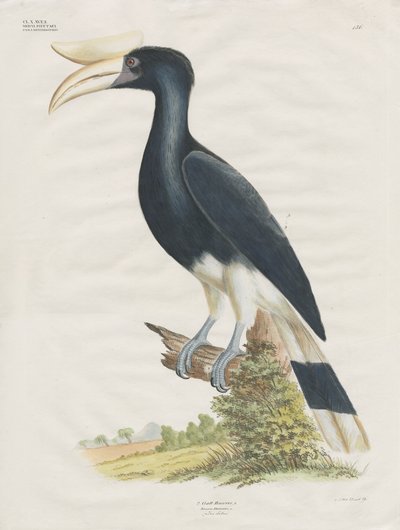 Hornbill (håndkolorert lito) av Anstalt Arnz & Co.