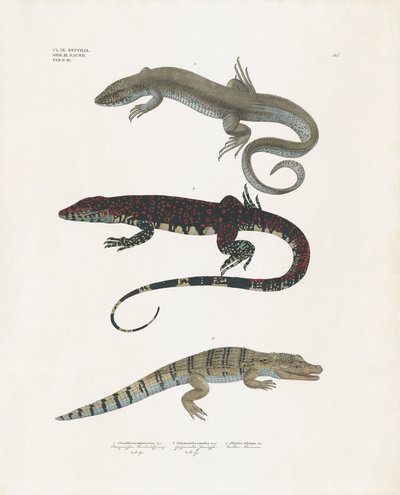 Varane, giftig øgle og alligator fra reptilklassen (håndkolorert lito) av Anstalt Arnz & Co.