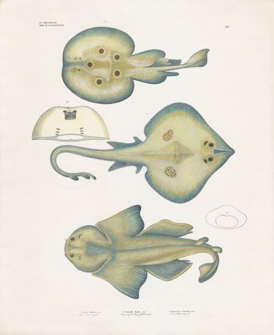 Ray-arter fra ordenen Rajiformes (håndkolorert litografi) av Anstalt Arnz & Co.