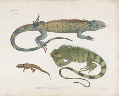 Skjelløgler fra forskjellige habitater (håndkolorert litografi) av Anstalt Arnz & Co.