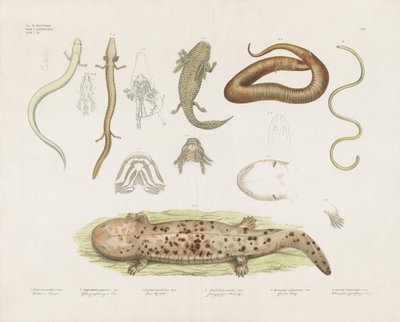 Ulike amfibier og anatomiske studier (håndkolorert lito) av Anstalt Arnz & Co.