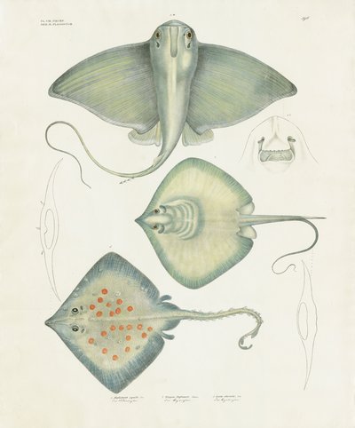 Ulike rokkearter med anatomiske detaljer (håndkolorert litografi) av Anstalt Arnz & Co.