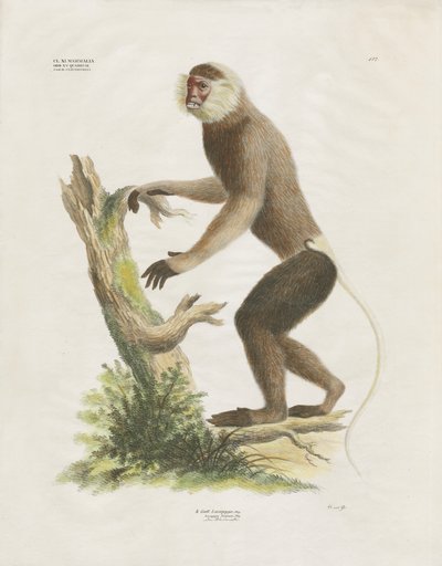 Hvithodet kapusiner på en trestamme (håndkolorert litografi) av Anstalt Arnz & Co.