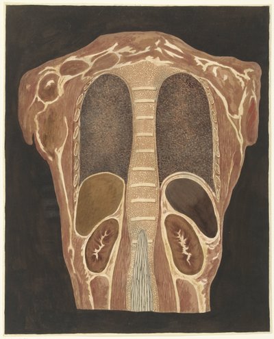 Anatomisk studie av organene i brystet, sett fra baksiden av Anthonie van den Bos