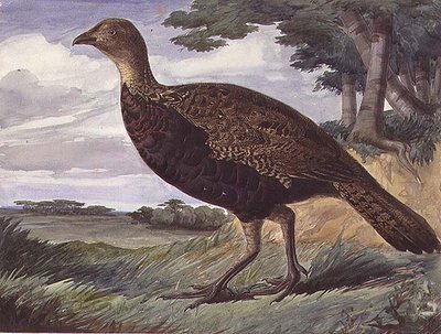 Fasan og gråhønehybrid (akvarell på papir) av Anthony Frederick Augustus Sandys