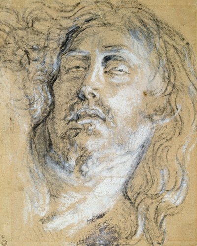 Head of the Dead Christ (kull og kritt på papir) av Anthony van Dyck