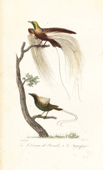 Større paradisfugl og storslått paradisfugl. av Antoine (after) Chazal