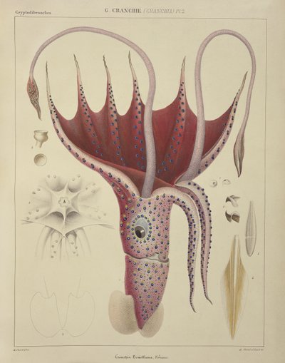 Squid, Pl. 2 fra 'Histoire Naturelle Generale et Particuliere des Cephalopodes Acetabuliferes', pub. av Ferussac und D'Orbigny, Paris, 1835-48, av Antoine Chazal