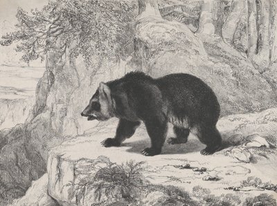 Mississippi Bjørn, 1836. av Antoine Louis Barye