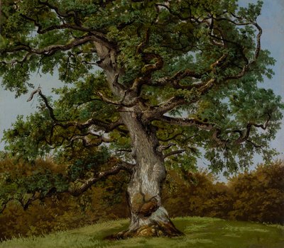Studie av et eldgammelt eiketre av Anton Eduard Kieldrup