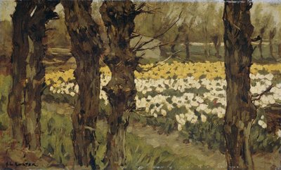 Tulipanmarker av Anton L. Koster