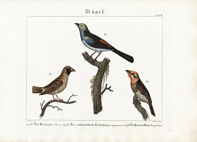 Barbet, veverfugl og paradisfluesnapper av Anton Wachsmann