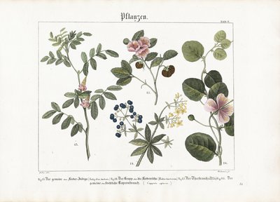 Fargeplanter og kapersbusk av Anton Wachsmann