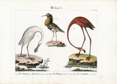 Flamingo, skjestork og brushane av Anton Wachsmann