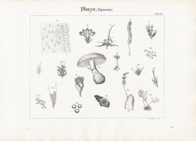 Planteanatomi og soppformer av Anton Wachsmann