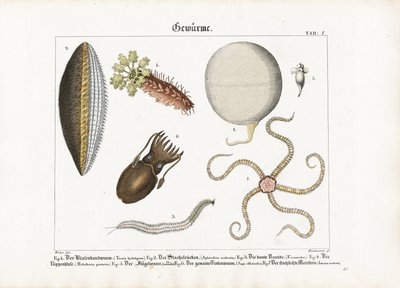 Ulike marine ormer og cnidarianer av Anton Wachsmann