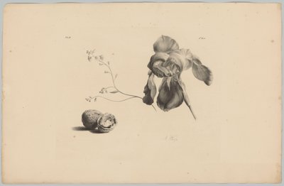 Amaryllis og valnøtter Flower and Fruit Studies (...) 3. episode (serietittel) av Anton Weiss