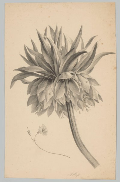 Blomst på stilken Flower and Fruit Studies (...) 3. episode (serietittel) av Anton Weiss