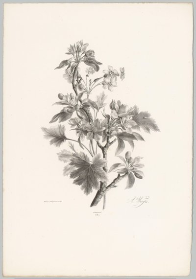 Blomster på gren Flower and Fruit Studies (...) 10. episode (serietittel) av Anton Weiss