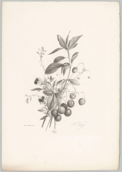 Blomster, jordbær og kirsebær Flower and Fruit Studies (...) 10. episode (serietittel) av Anton Weiss