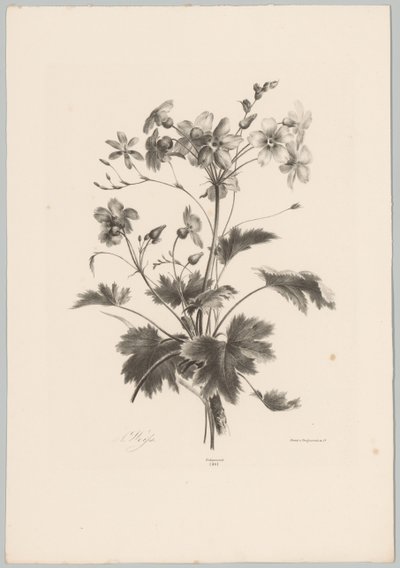 Blomster med torner Flower and Fruit Studies (...) 10. episode (serietittel) av Anton Weiss