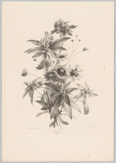 Ulike blomster Flower and Fruit Studies (...) 10. episode (serietittel) av Anton Weiss