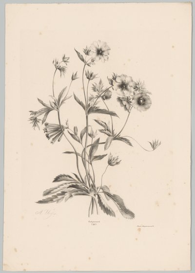 Ulike blomster Flower and Fruit Studies (...) 10. episode (serietittel) av Anton Weiss