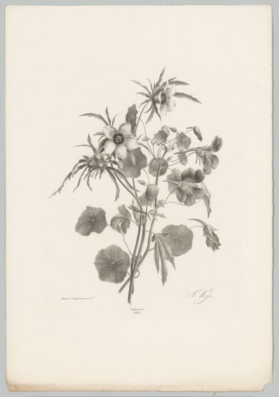 Ulike blomster Flower and Fruit Studies (...) 10. episode (serietittel) av Anton Weiss
