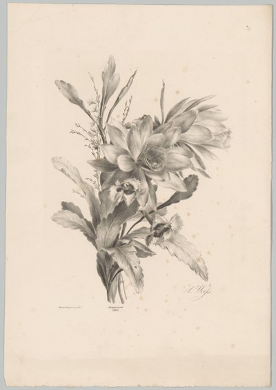 Ulike blomster Flower and Fruit Studies (...) 10. episode (serietittel) av Anton Weiss