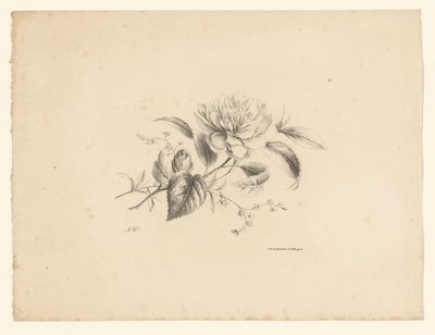 Ulike blomster Blomster og frukt (serietittel) av Anton Weiss